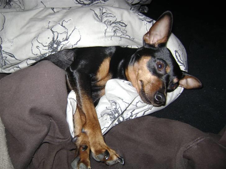 Dvaergpinscher Tulle. billede 18