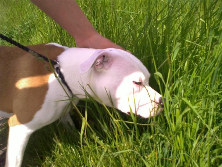 Staffordshire bull terrier Tessa billede 1