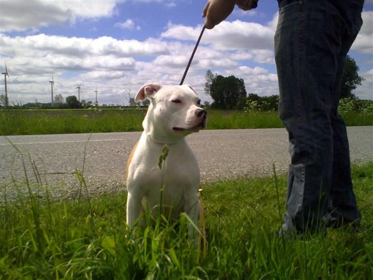 Staffordshire bull terrier Tessa billede 2