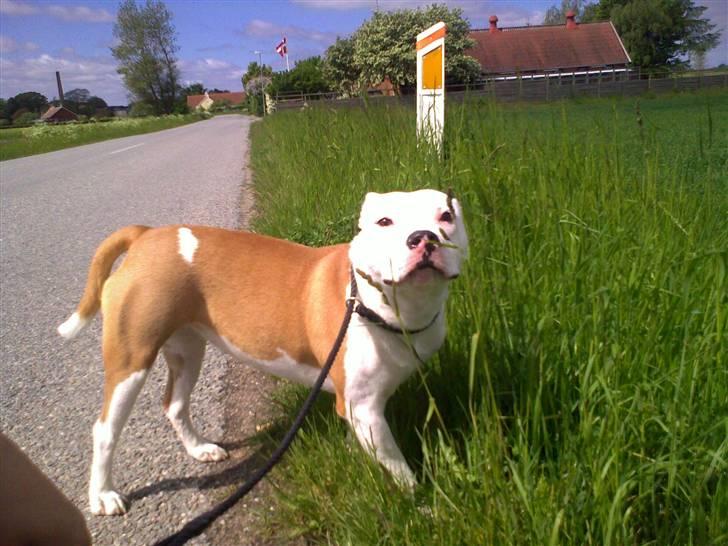 Staffordshire bull terrier Tessa billede 3