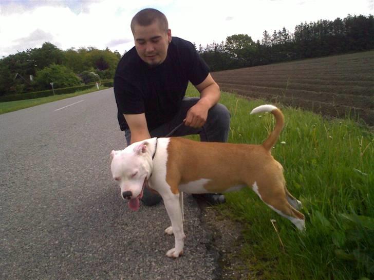 Staffordshire bull terrier Tessa billede 4
