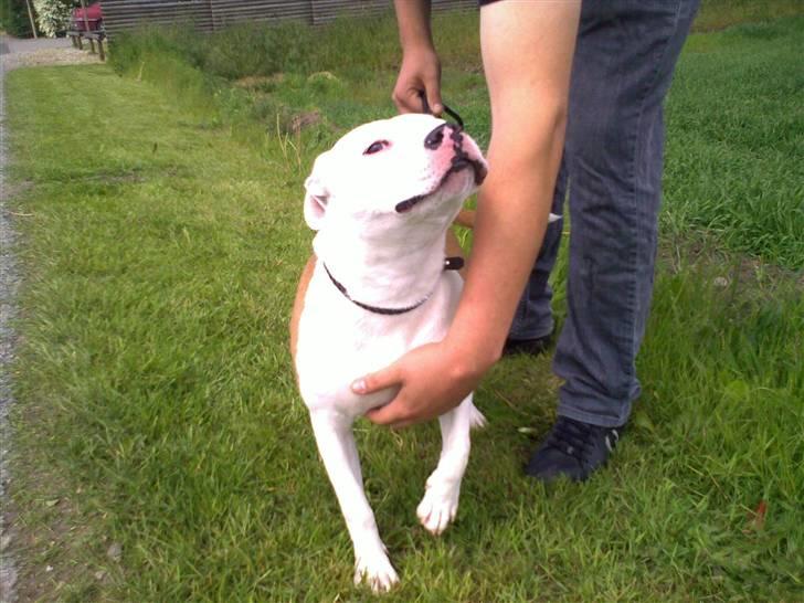 Staffordshire bull terrier Tessa billede 5