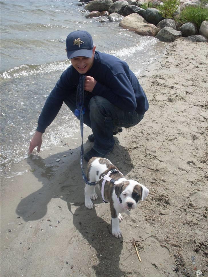 Amerikansk bulldog Kettners Gucci Mali Malou billede 13