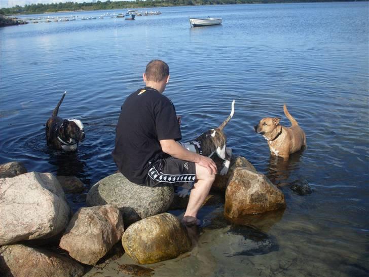 Amerikansk bulldog Kettners Gucci Mali Malou - ved vandet billede 14