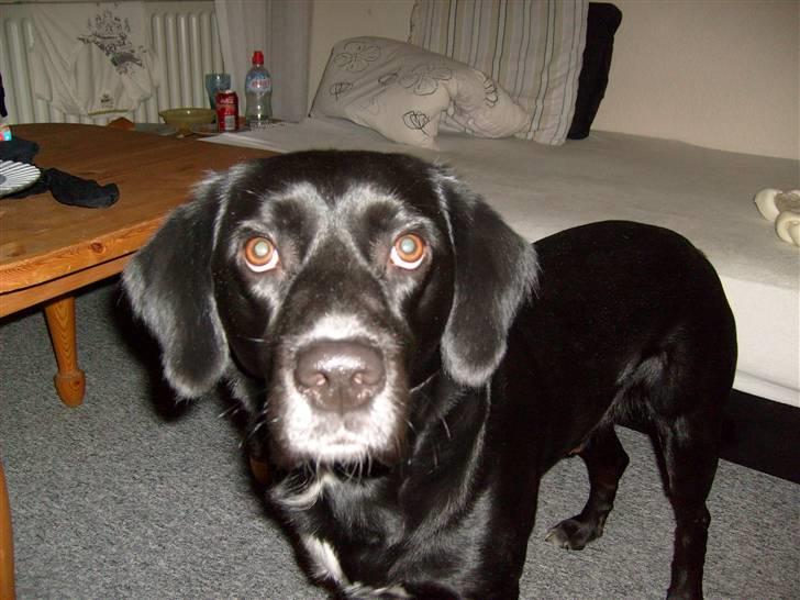 Blanding af racer tarzan billede 2