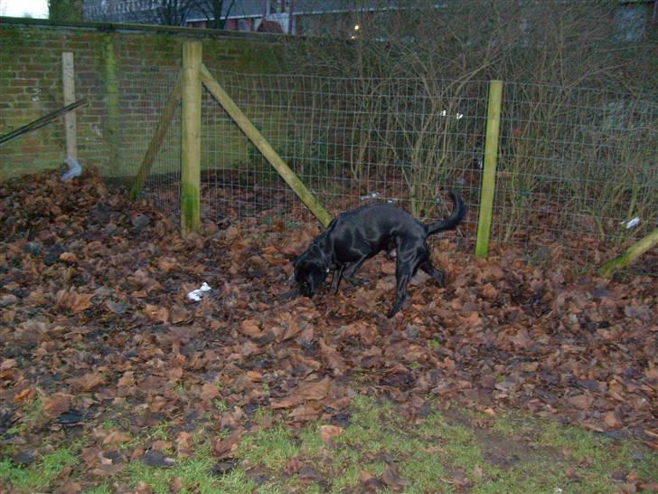 Blanding af racer tarzan - tarzan i hundegården<33 billede 4