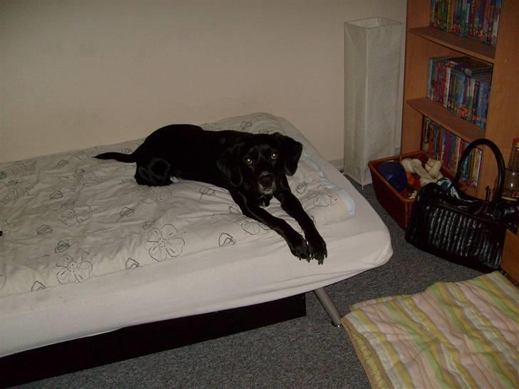 Blanding af racer tarzan - tarzan på hans yngligst plads:) I SENGEN:P  billede 5