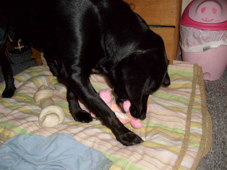 Blanding af racer tarzan - nakker lige sin elskede gris(som desværre er død :P) billede 6