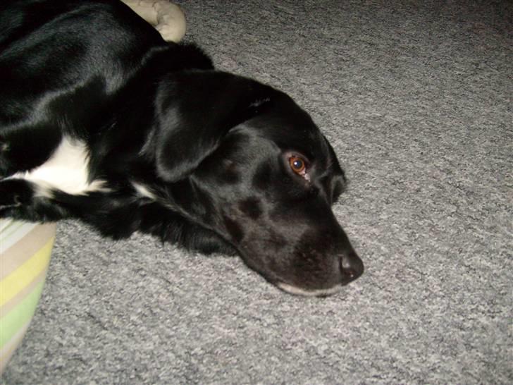 Blanding af racer tarzan - soooooooooooover:) billede 7