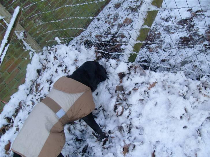 Blanding af racer tarzan - tarzan i sne vejr:) billede 8