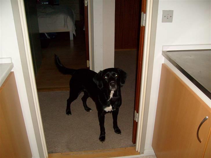 Blanding af racer tarzan - moar må jeg få den dejlige mad du står med der:) billede 9