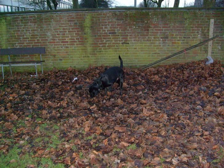 Blanding af racer tarzan billede 10