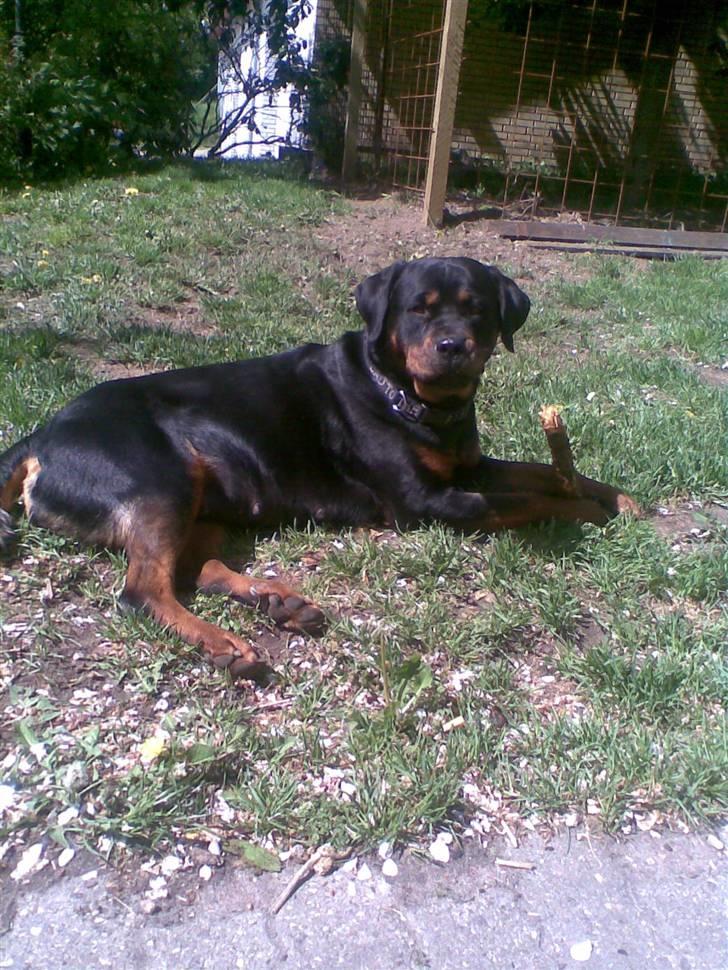 Rottweiler magi billede 1