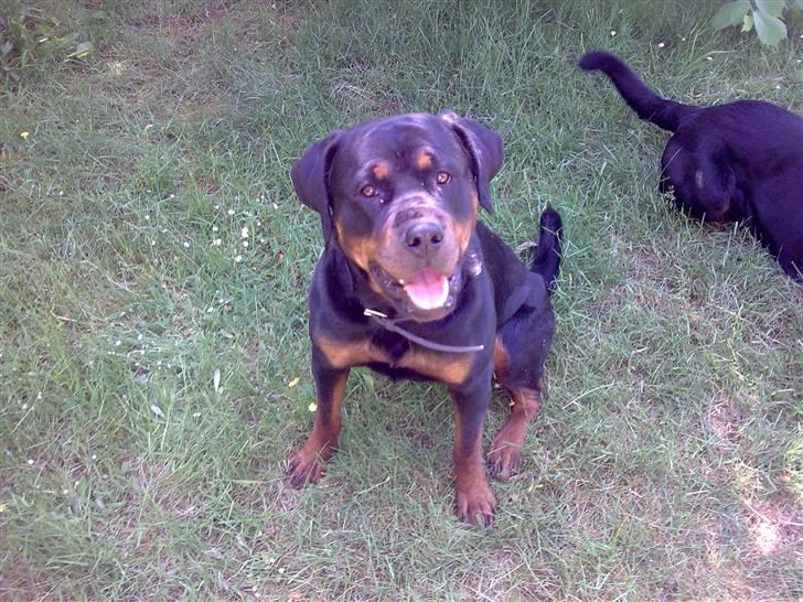 Rottweiler magi billede 2