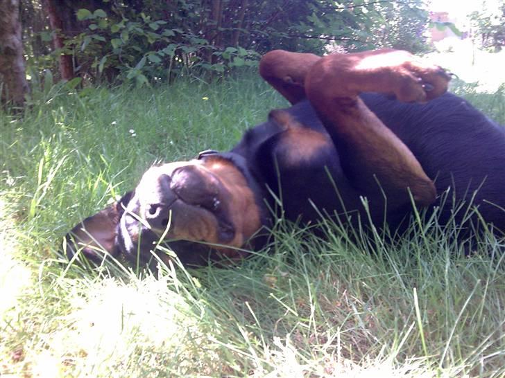 Rottweiler magi billede 3