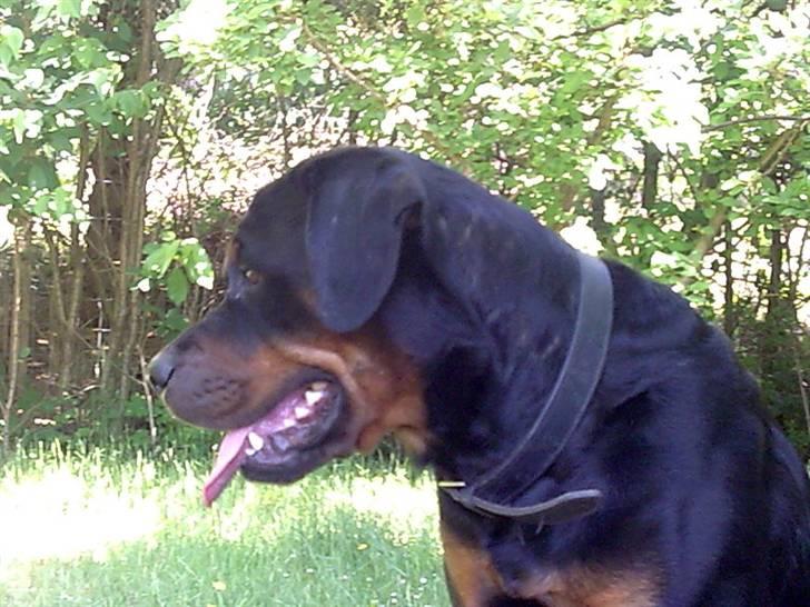 Rottweiler magi billede 4