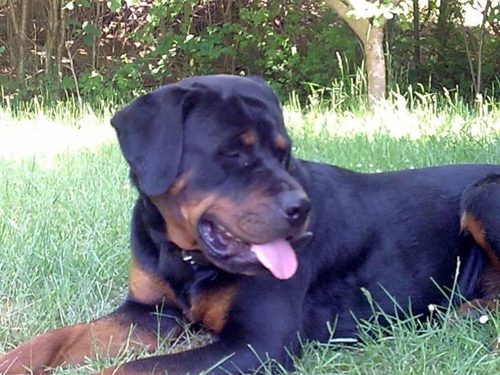 Rottweiler magi billede 5