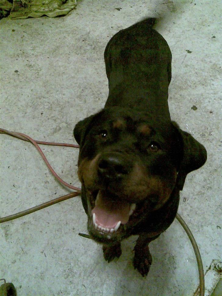 Rottweiler magi billede 6