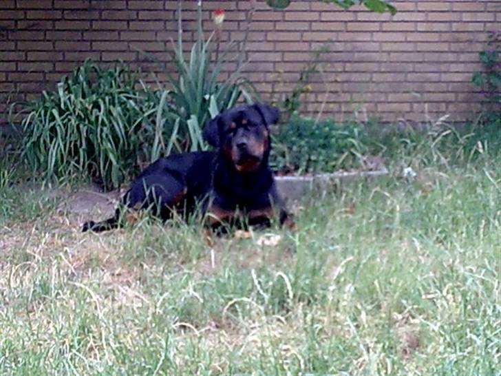 Rottweiler magi billede 7