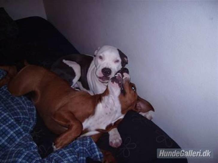 Amerikansk staffordshire terrier Rocky Solgt billede 17