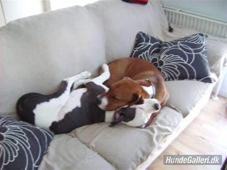 Amerikansk staffordshire terrier Rocky Solgt -  tak fordii i har kigget håber i sys godt om miiq godnat(: billede 18