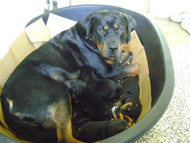 Rottweiler magi billede 8