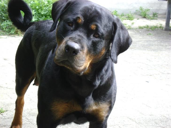 Rottweiler magi billede 9