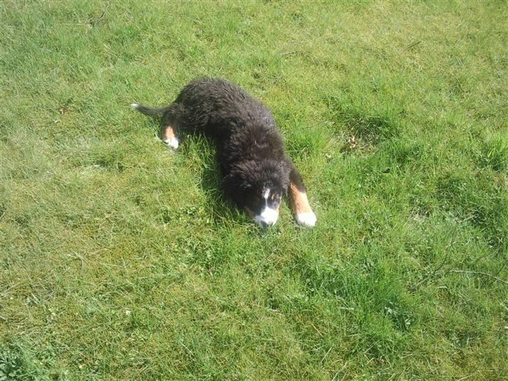 Berner sennenhund Minnie - Træt efter en hård dag. billede 13