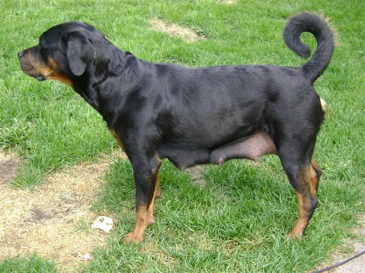Rottweiler magi billede 10