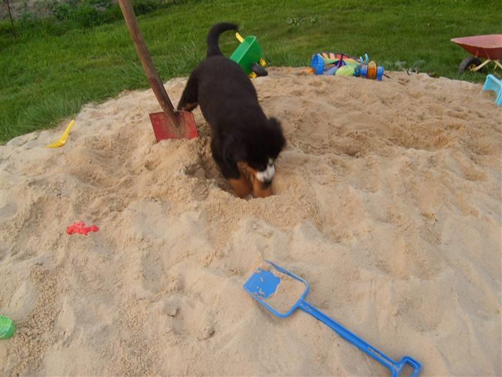 Berner sennenhund Minnie - Låner lige Esben´s sandkasse. billede 14