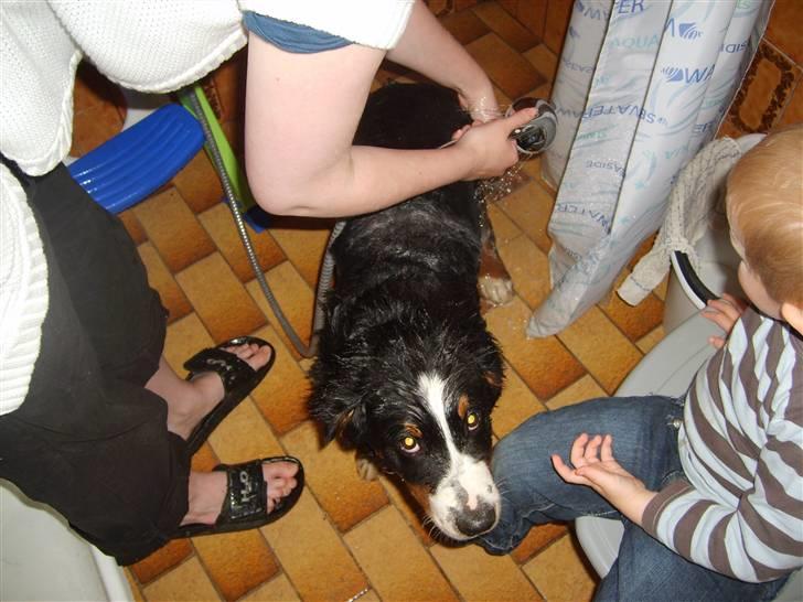 Berner sennenhund Minnie - I Bad billede 15