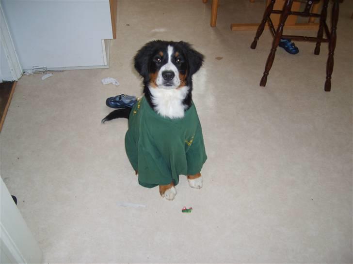 Berner sennenhund Minnie - Se... jeg har tøj på. Tossede ejere.. billede 16