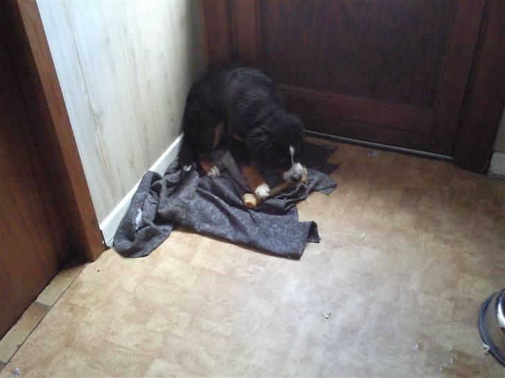 Berner sennenhund Minnie - Kæmpe kødben billede 17