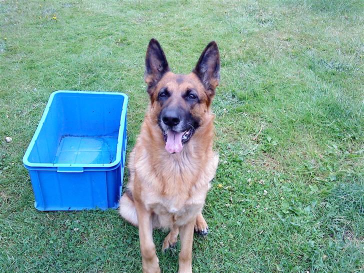 Schæferhund Fie billede 6