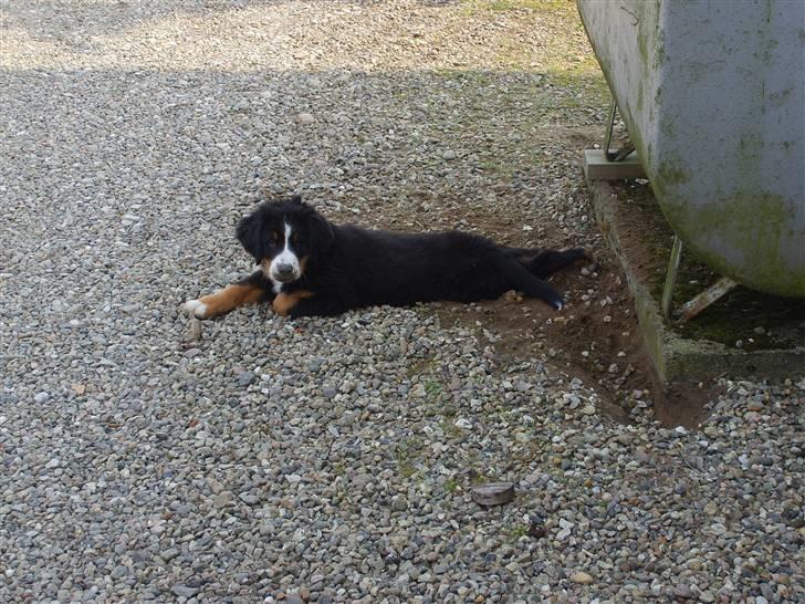 Berner sennenhund Minnie - Træt efter at prøve at vælte vores olietank billede 18
