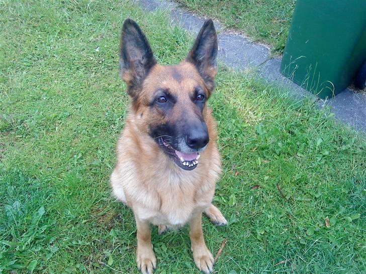 Schæferhund Fie billede 7