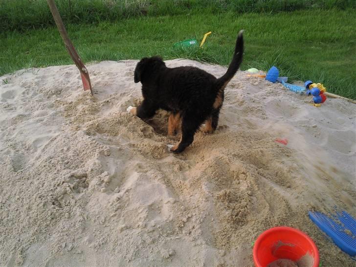 Berner sennenhund Minnie - Tak fordi i kiggede forbi, håber i ligger en lille kommentar, så vil jeg grave videre. billede 19