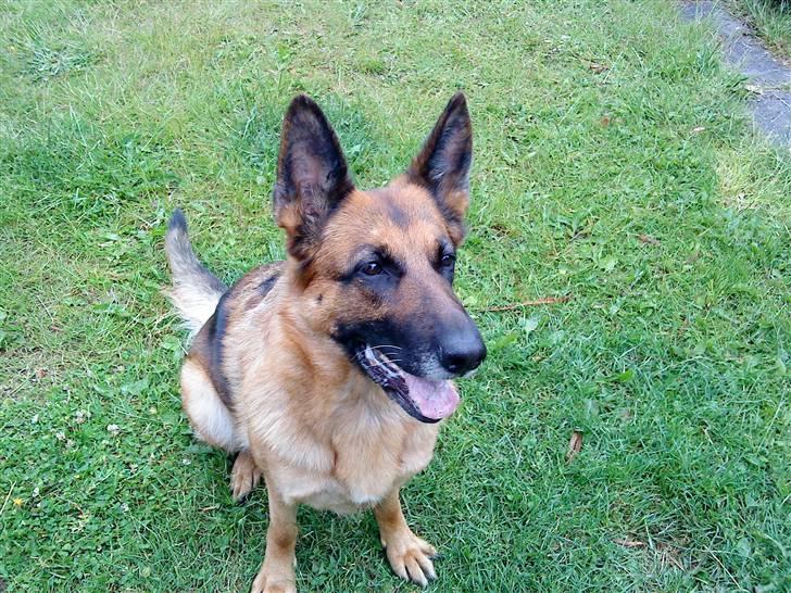 Schæferhund Fie billede 8