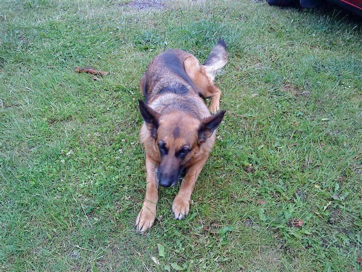 Schæferhund Fie billede 9