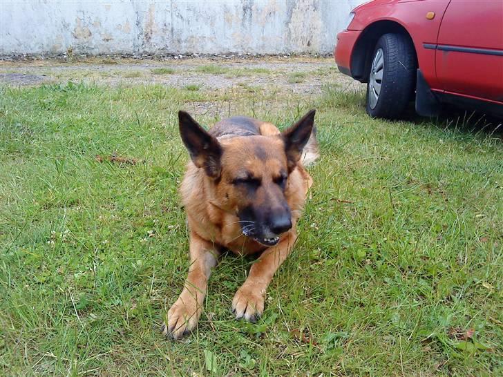 Schæferhund Fie billede 10