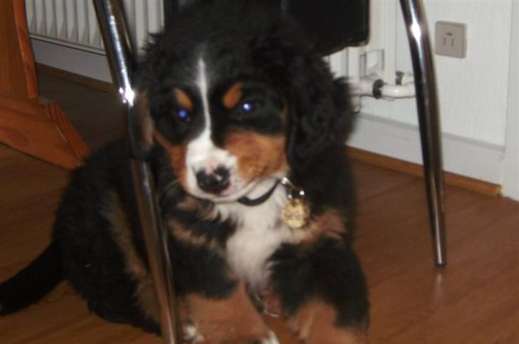 Berner sennenhund Eya billede 1