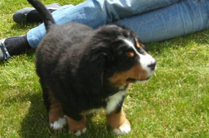 Berner sennenhund Eya billede 2