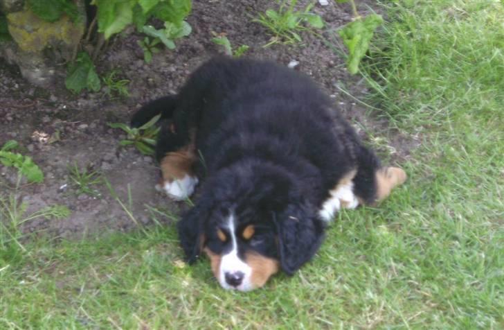 Berner sennenhund Eya billede 3