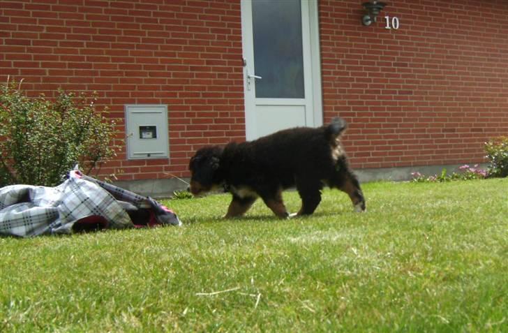 Berner sennenhund Eya billede 4