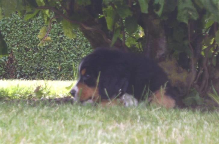 Berner sennenhund Eya billede 5