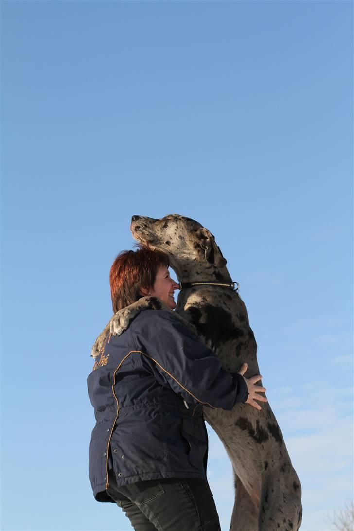 Grand danois Laika - Så er jeg endelig blevet større end mor (10 md.) billede 8