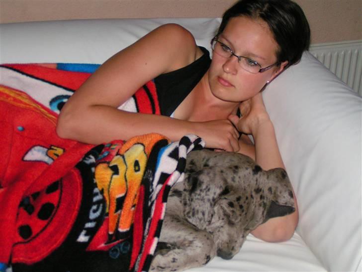 Grand danois Laika billede 9