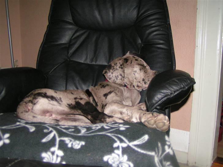 Grand danois Laika billede 10