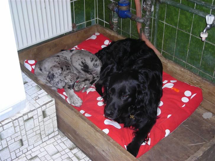 Grand danois Laika billede 11