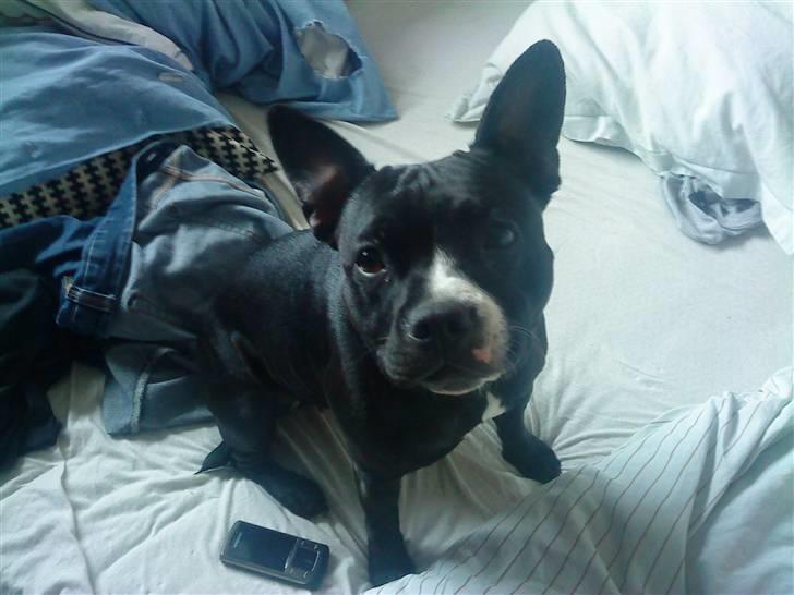 Blanding af racer ALBA - Mine store flotte øre (: billede 8